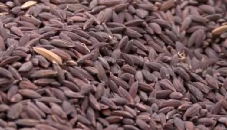 Kala Jeera Rice of Uttarakhand Is Surviving Against the Odds in the Himalayas