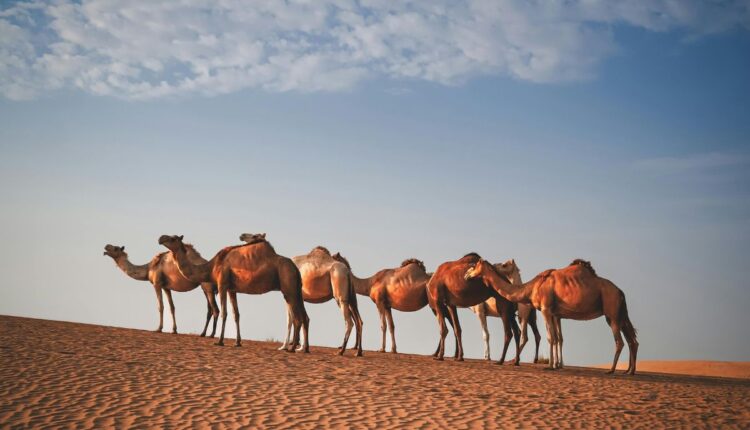 Camel Milk Cooperatives Are Expanding Across Rajasthan’s Desert Villages