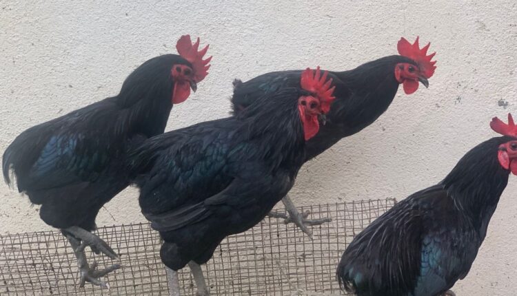Nicobari Chicken Farming Is Creating New Livelihood Opportunities in India’s Island Communities