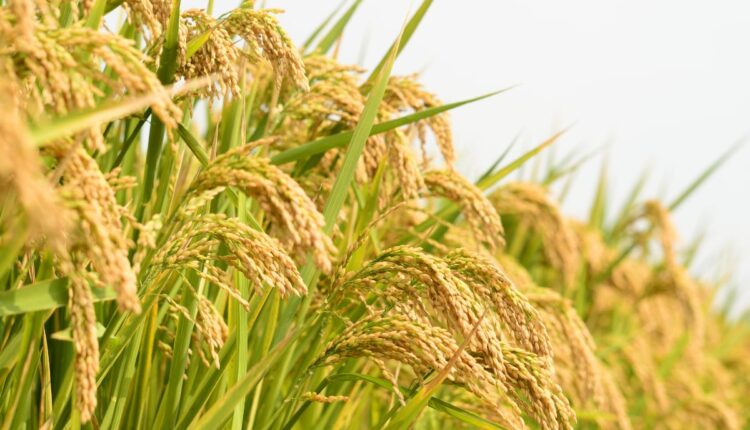Why Kashmir’s Mushk Budji Rice Is Making a Quiet Comeback