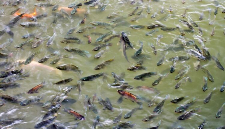 Why AI Fish Farming Systems Are Expanding Across Coastal India