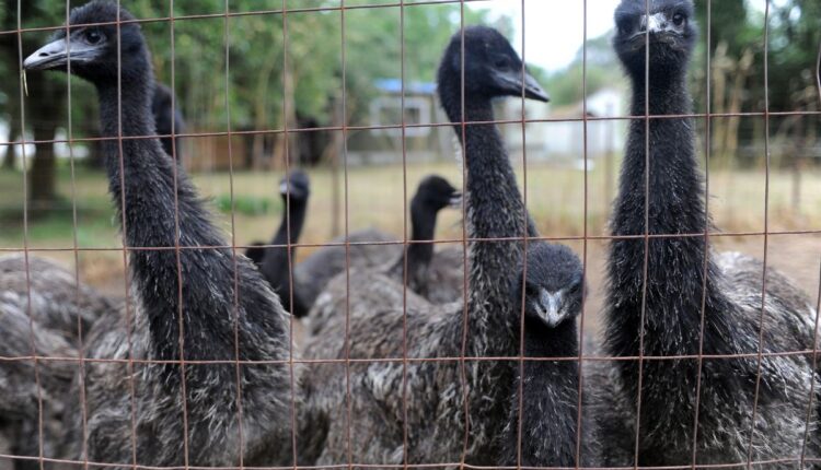 Why Emu Farming Is Quietly Returning in Parts of South India