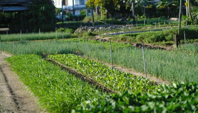 Sikkim’s Organic Farming Model Is Drawing Attention Again After Climate Shocks