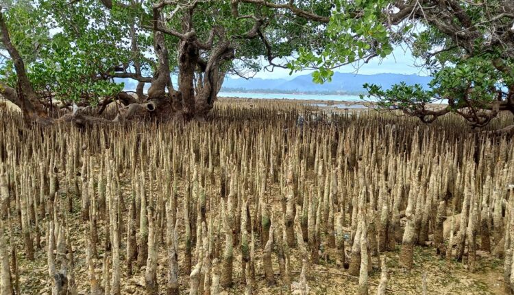 A Kerala Farmer Turned Mangrove Honey Into a Global Export Business