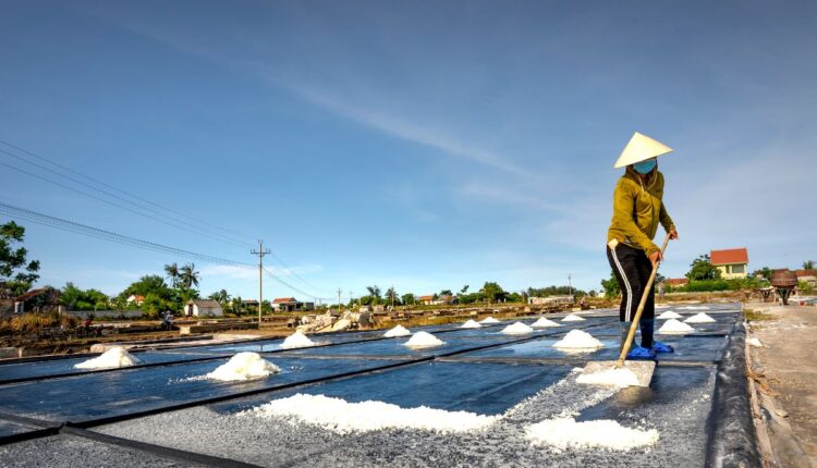 Salt-Tolerant Farming Is Expanding Across India’s Coastal Villages