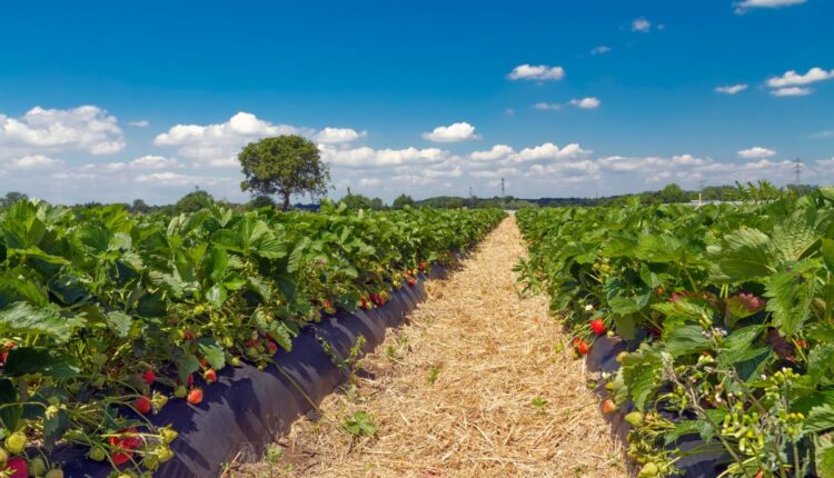 How a Young Farmer Built a Profitable Strawberry Farm in Rural Maharashtra