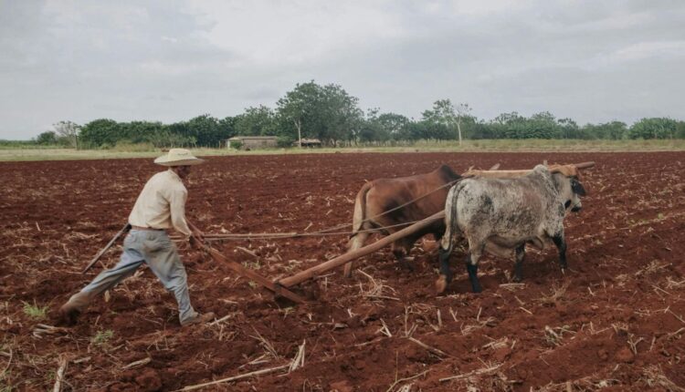 Explainer: Why Tamil Nadu’s Village-Level Agriculture Model Is Getting National Attention