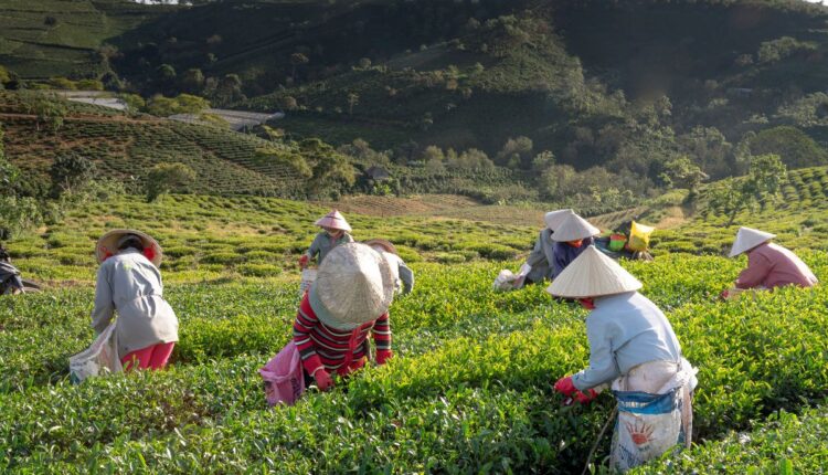Why Mini Harvesters Are Becoming Popular Among Small Farmers