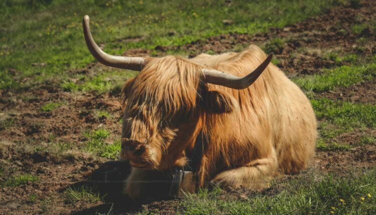 Yak Cheese Production Creates New Income in Arunachal Highlands