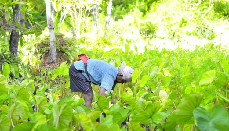 Taro Cultivation Gains Commercial Momentum in Kerala’s Wetlands