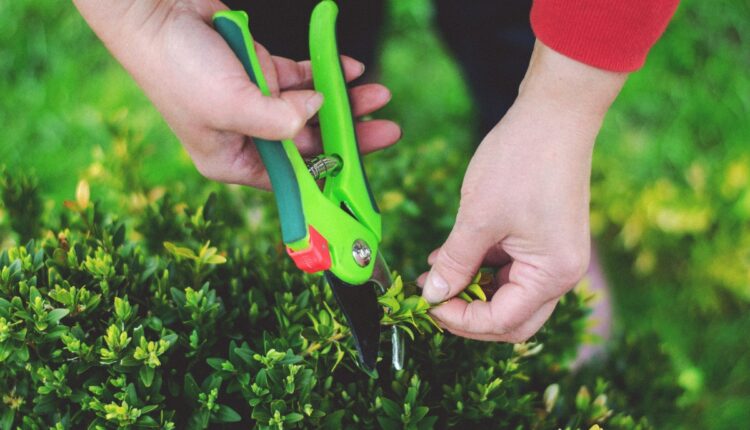 Battery-Powered Pruning Shears Are Reducing Labour Needs in Orchards