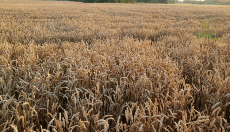 Teff Cultivation Is Drawing Attention as a Future Climate-Resilient Grain