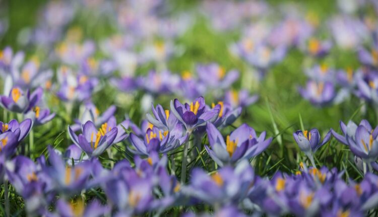 Woman Farmer Builds a Thriving Saffron Nursery in Kishtwar