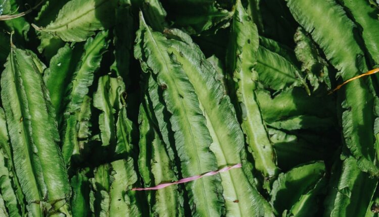 Winged Bean Emerges as a High-Value Crop in Tripura