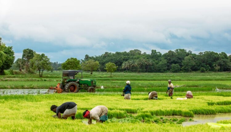 Mobile Solar Dryers Help Spice Farmers Reduce Losses
