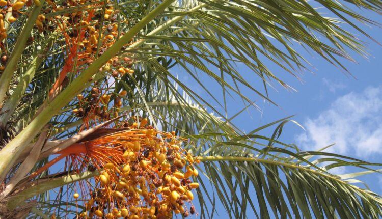 Telangana’s Oil Palm Mission Expands Farmer Participation