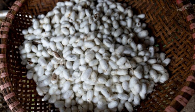 Silkworm-Based Poultry Feed Is Emerging as a Sustainable Alternative