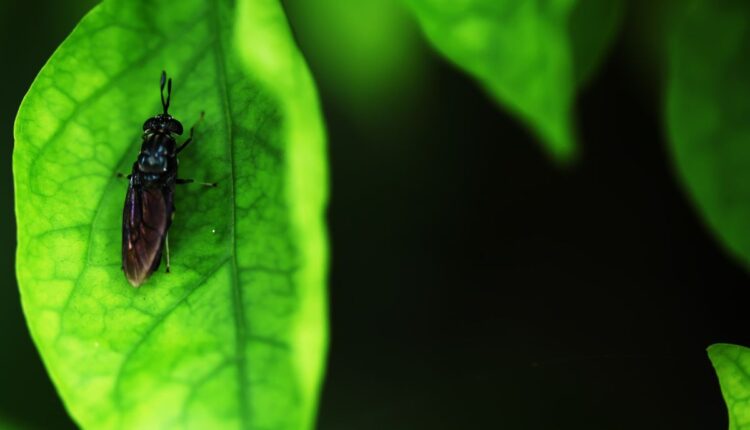 Black Soldier Fly Farming Is Creating New Feed Solutions in India