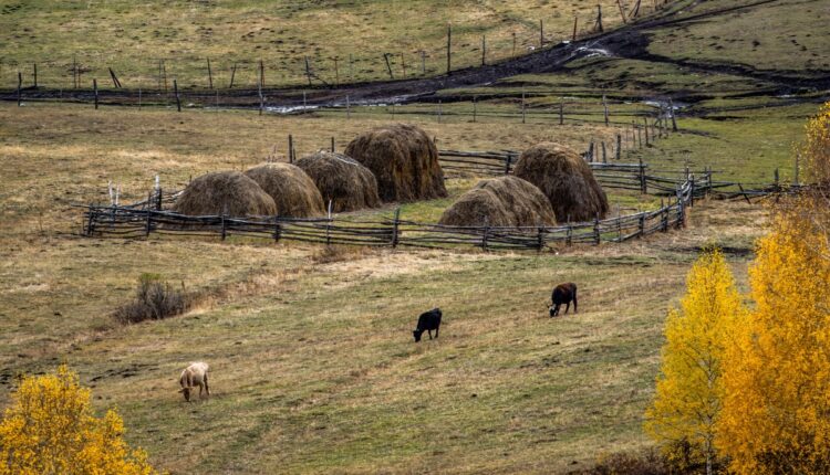 Silvopasture Farming Is Helping Livestock Farmers Increase Income and Reduce Heat Stress