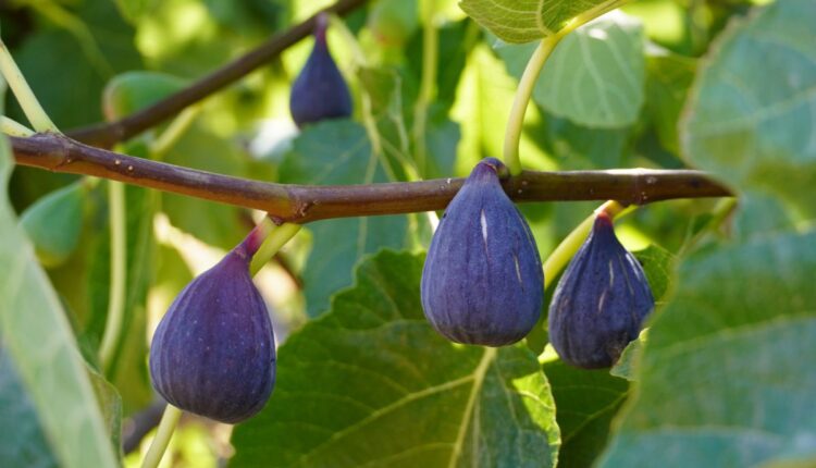Woman Farmer Builds India’s First Commercial Fig Vinegar Brand