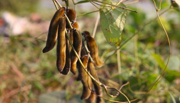 Velvet Bean Cultivation Finds New Markets in Karnataka