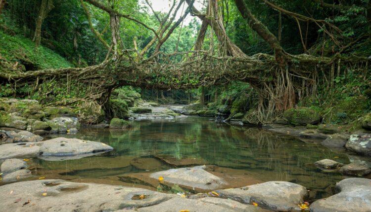 Living Root Bridges of Meghalaya Are Inspiring Nature-Based Climate Solutions