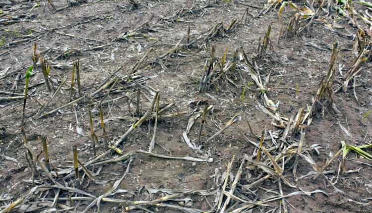 Biochar From Crop Residues Is Improving Soils in Odisha
