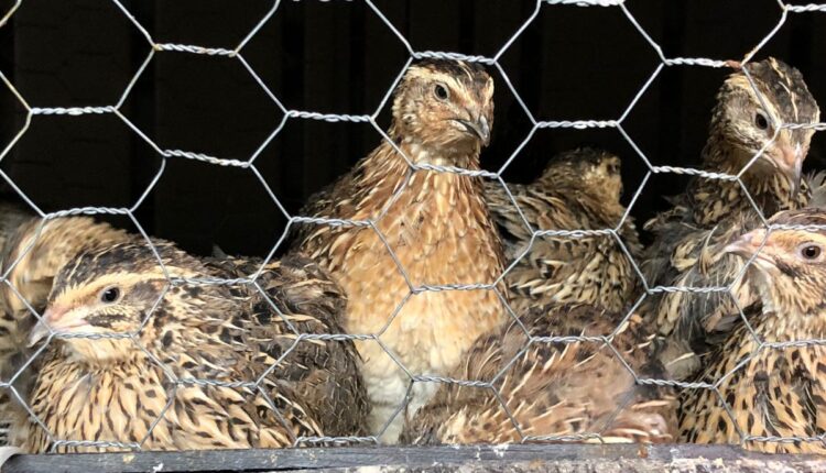 Indigenous Quail Farming Is Growing as a Niche Livestock Business
