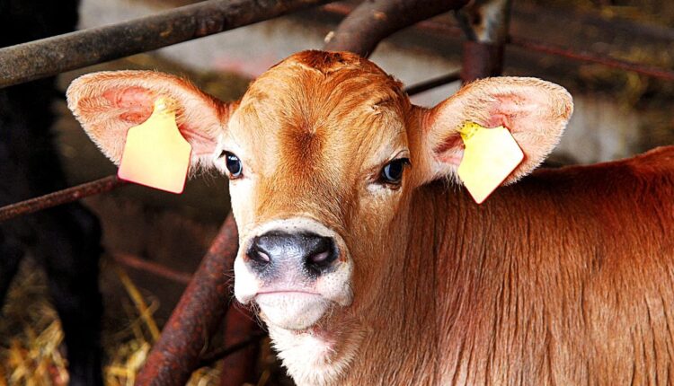 AI Ear Tags Are Helping Dairy Farmers Detect Diseases Earlier