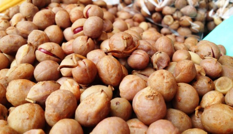 Bambara Groundnut