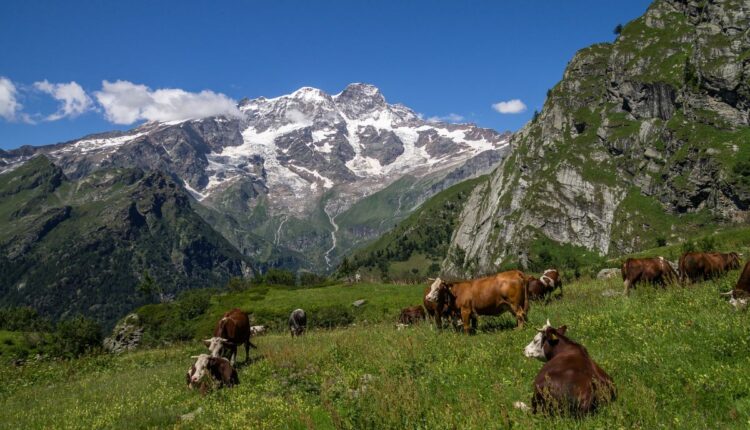 Alpine Pastures Are Shrinking Across Central Asia’s Mountain Regions
