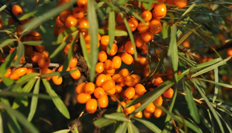 Sea Buckthorn Farming
