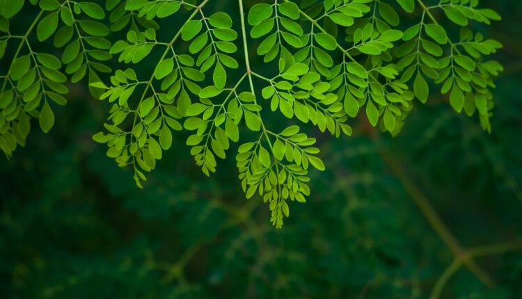 Farmer Built a Successful Moringa Leaf Business From Just Two Acres