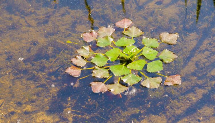 Farmer Builds a Successful Water Chestnut Enterprise in Manipur