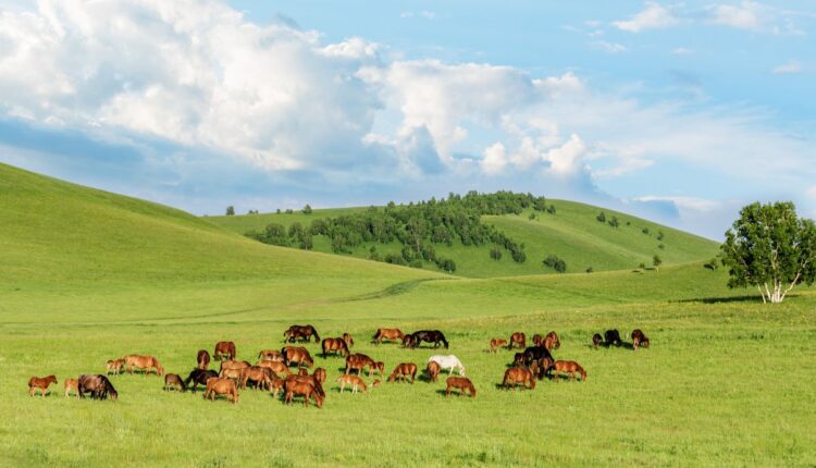 Mongolia’s Grassland Restoration Efforts Are Reshaping Livestock Farming