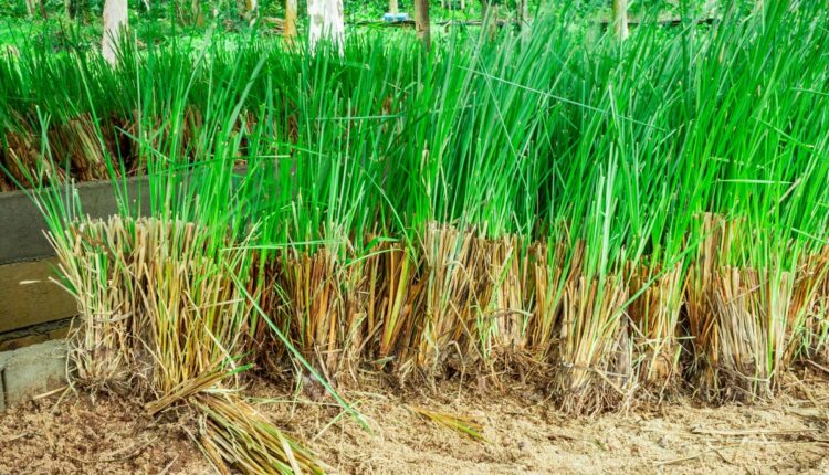 Vetiver Grass Farming Is Improving Soil Conservation and Farm Income
