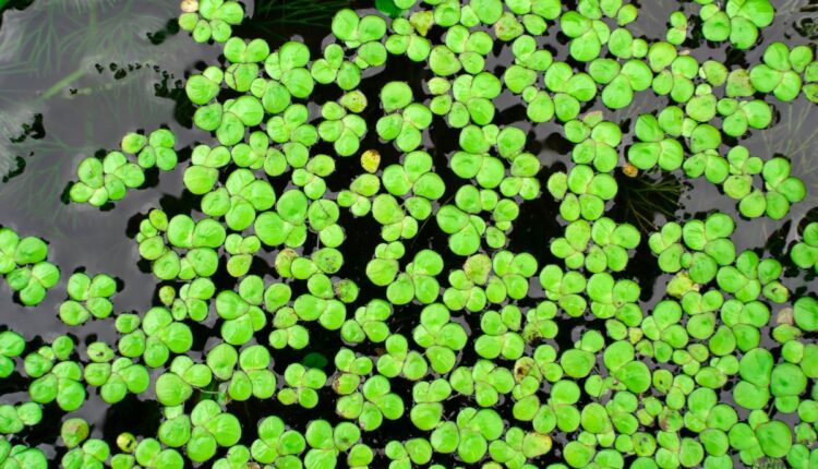 Duckweed-Based Feed Is Reducing Costs for Poultry Farmers in Vietnam