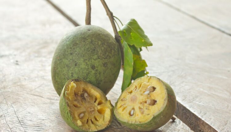 Bael Fruit