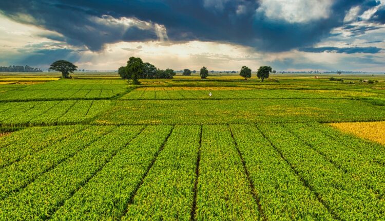 Fonio Farming Is Emerging as a Climate-Smart Grain for Dry Regions