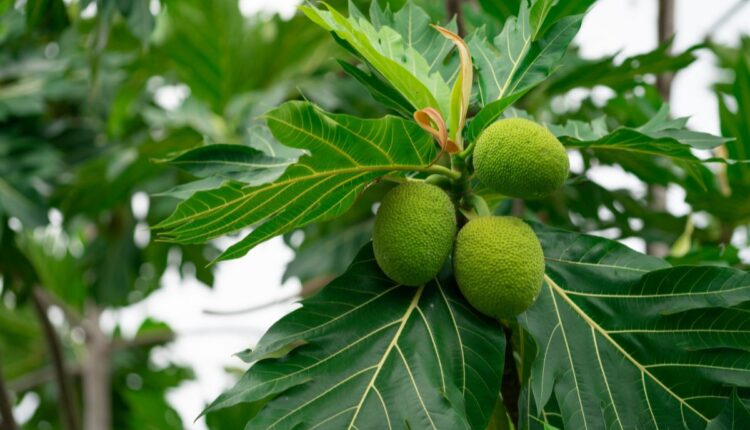 Breadfruit Farming Emerges as a New Opportunity in Andaman Islands