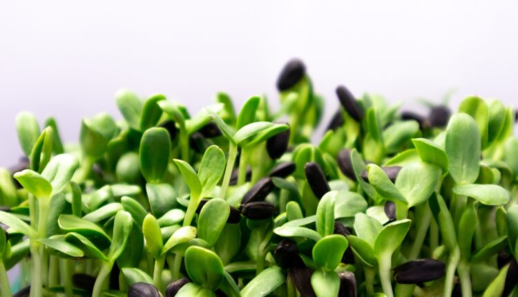 Indigenous Microgreens Are Creating New Income Opportunities for Small Farmers