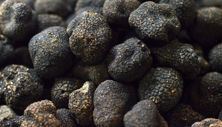 Desert Truffle Cultivation Offers New Income in Rajasthan
