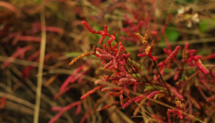Farmer Turns Saline Land Into a Thriving Salicornia Enterprise in Gujarat