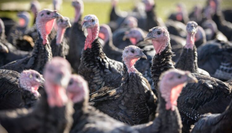 Native Turkey Farming Is Creating New Income Streams in Jharkhand