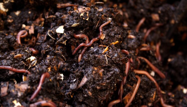 Madhya Pradesh Expands Community Vermicompost Units to Reduce Farm Input Costs