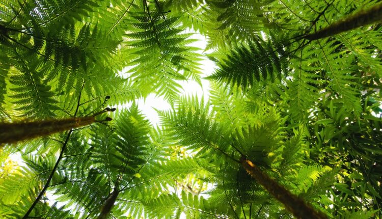 Wild Fern Cultivation