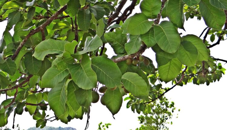 Mahua Flower
