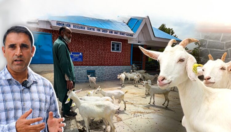 Swiss Saanen Goats Kashmir