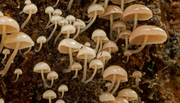 Mycorrhizal Fungi