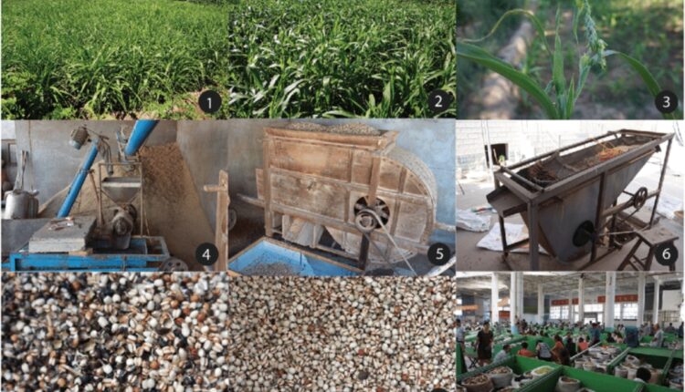 Job's Tears Cultivation Is Emerging as a Niche Opportunity for Farmers